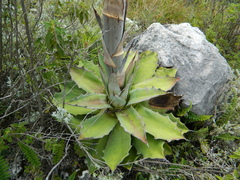 Agave nuusaviorum