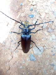 Callipogon
