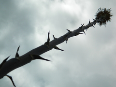 Agave nuusaviorum