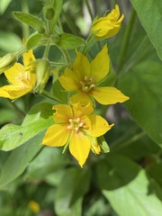 Lysimachia punctata