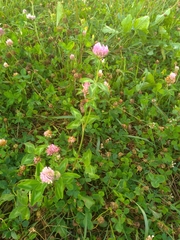 Trifolium pratense