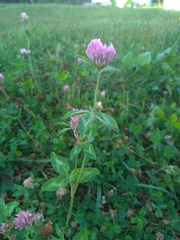 Trifolium pratense