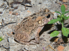 Sclerophrys pusilla
