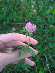 Trifolium pratense