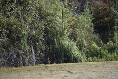 Typha