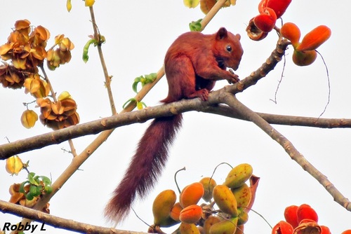 Variable Squirrel, photo 6 of 9