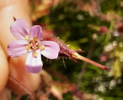 Geranium purpureum