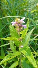 Stachys pilosa