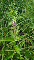 Stachys pilosa