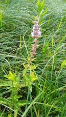 Stachys pilosa