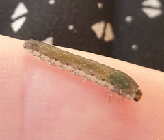 Empria candidata