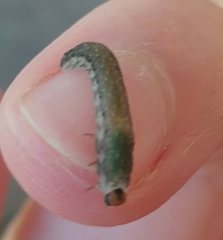 Empria candidata