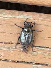 Osmoderma subplanata