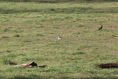 Vanellus chilensis chilensis