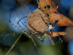 Peucetia striata