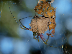 Peucetia striata