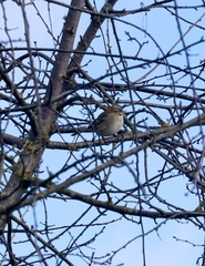 Zonotrichia capensis chilensis