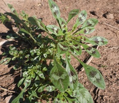 Amaranthus crassipes