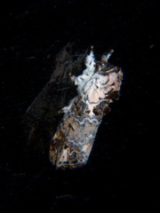 Polelassothys plumitarsus