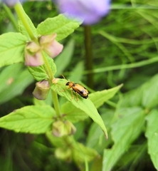 Phyllobrotica quadrimaculata