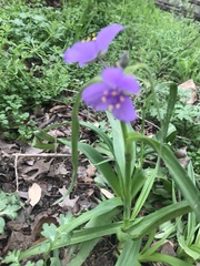 Tradescantia gigantea