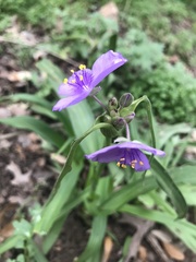 Tradescantia gigantea