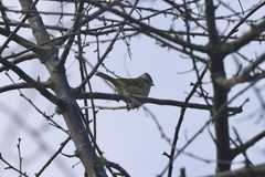 Zonotrichia capensis chilensis