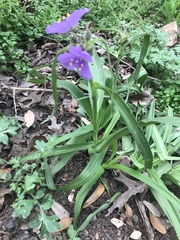 Tradescantia gigantea