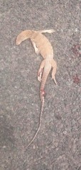 Varanus griseus griseus