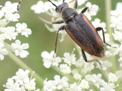 Brachyleptura brevis