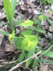 Euphorbia roemeriana