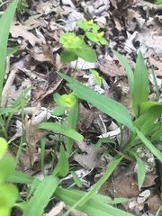 Euphorbia roemeriana