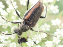 Brachyleptura brevis