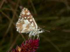 Ernsta dromus