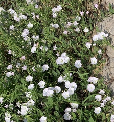 Convolvulus arvensis