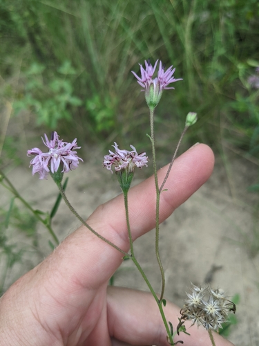 Image of Palafoxia rosea by (c) Cleveland Powell, some rights reserved (CC BY)