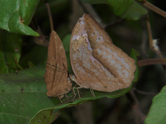 Apectinaria