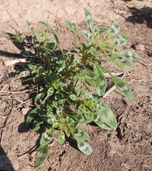 Amaranthus crassipes