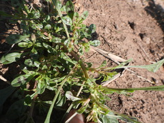 Amaranthus crassipes
