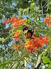 Heliconius hecale melicerta