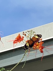 Heliconius hecale melicerta