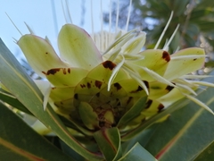 Protea comptonii