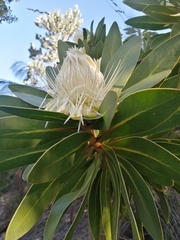 Protea comptonii