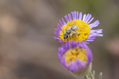 Lasioglossum pavonotus