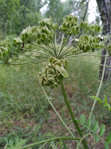 carum bulbocastanum