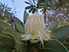 Protea comptonii