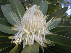 Protea comptonii