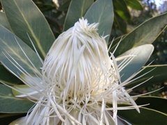 Protea comptonii