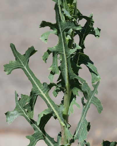 photo of Prickly Lettuce (Lactuca serriola)