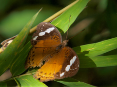 Euriphene iris